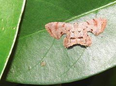 Dysaethria fulvihamata