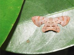 Dysaethria fulvihamata