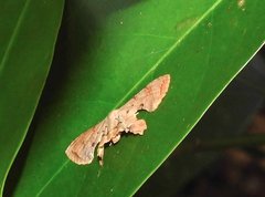 Dysaethria fulvihamata