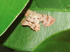 Dysaethria fulvihamata