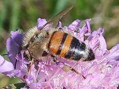 Apis mellifera
