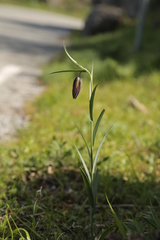 Fritillaria messanensis