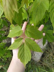 Acer negundo