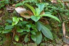 Swertia shintenensis