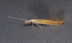 Coleophora colutella