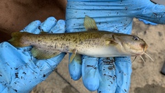 Ameiurus platycephalus