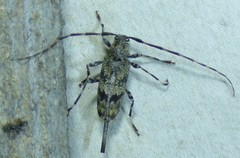 Graphisurus fasciatus