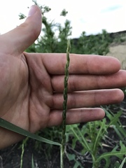 Elymus trachycaulus