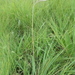 Eulalia villosa - Photo (c) adshort, algunos derechos reservados (CC BY-NC), subido por adshort