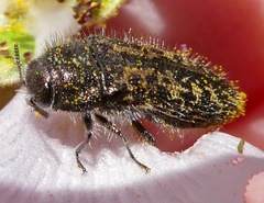 Acmaeodera labyrinthica