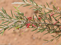 Grevillea dolichopoda