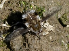 Bombylius albicapillus