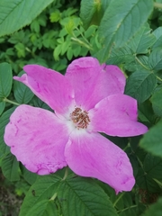 Rosa rugosa