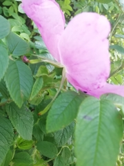 Rosa rugosa