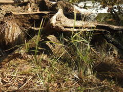 Cyperus sexangularis