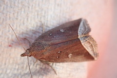 Capis curvata