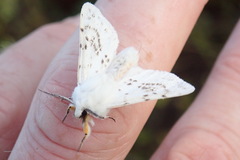 Spilosoma dubia