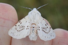 Spilosoma dubia
