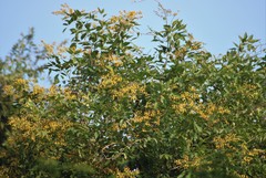 Pterocarpus marsupium