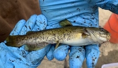 Ameiurus platycephalus