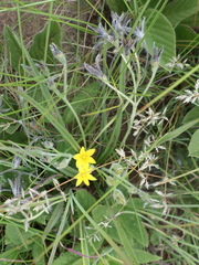 Hypoxis acuminata