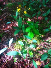 Hieracium sylvularum