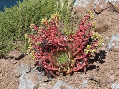 Dudleya greenei