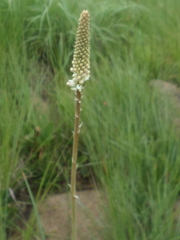 Kniphofia buchananii