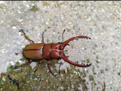 Prosopocoilus astacoides