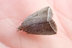 Capis curvata