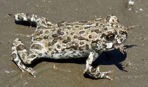 Western Toad, photo 9 of 10