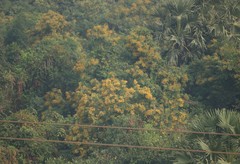 Pterocarpus marsupium