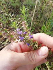 Dracocephalum nutans