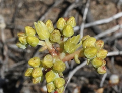 Dudleya greenei