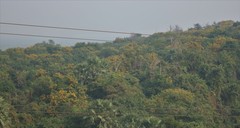 Pterocarpus marsupium