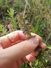 Dracocephalum nutans