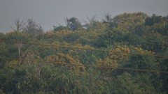 Pterocarpus marsupium