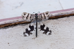 Palparini