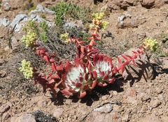 Dudleya greenei