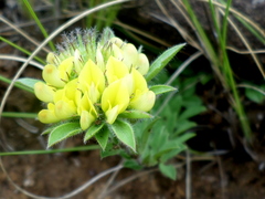 Leobordea corymbosa