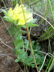 Leobordea corymbosa