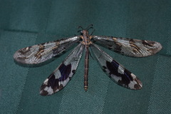 Palparini