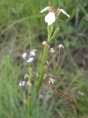 Moraea brevistyla