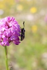 Zygaena rhadamanthus