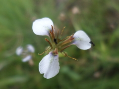 Moraea brevistyla