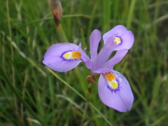Moraea natalensis