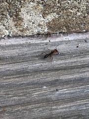 Odontomachus erythrocephalus