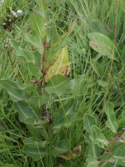 Pachycarpus concolor