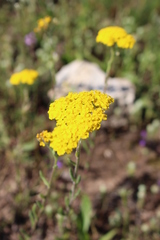 Achillea tomentosa