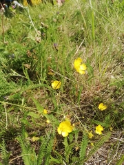 Ranunculus propinquus